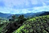 伦理电院免费观看-伦理电影的数字新篇章，免费观看的伦理考量
