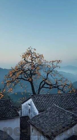 麻豆文化传媒app-麻豆文化传媒APP，重塑网络娱乐生态的新篇章